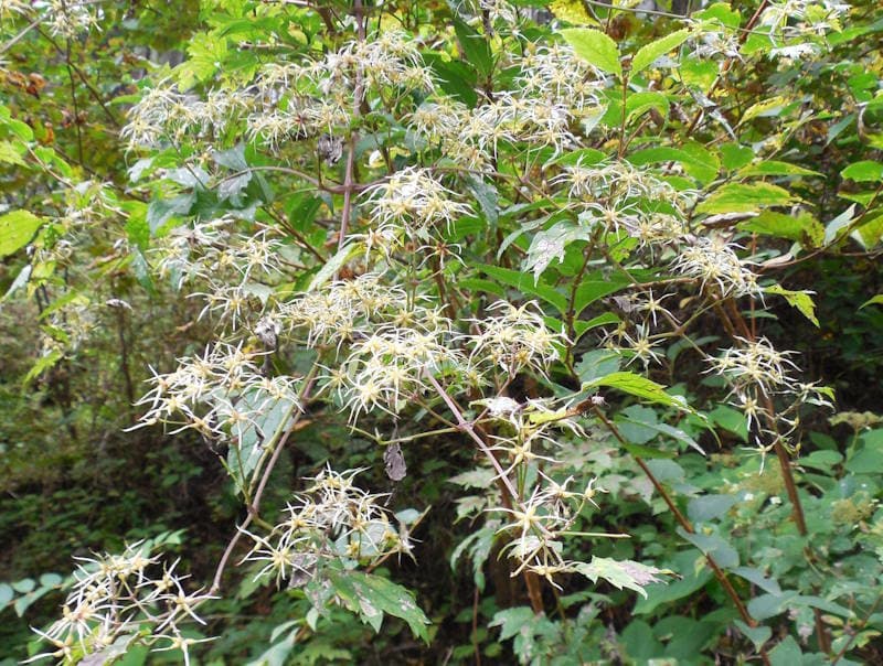 202610_botanzuru.jpg